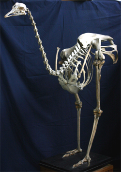 Ostrich Skeleton