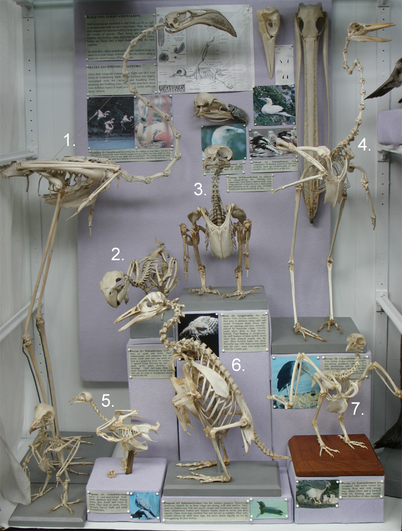 Bird Skeletons and Skulls