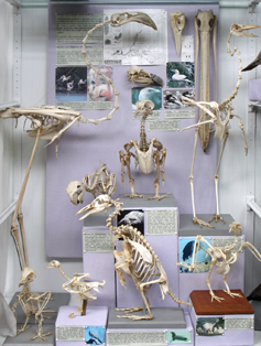 Bird Skeletons and Skulls