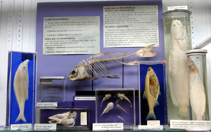Subclass Actinopterygii