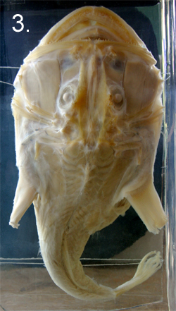 Lophius piscatorius