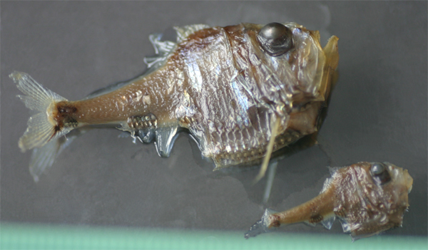 Argyropelecus hemigymnus (Half-naked hatchetfish)