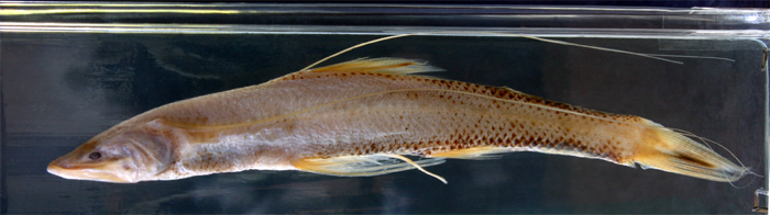 Bathypterois dubius