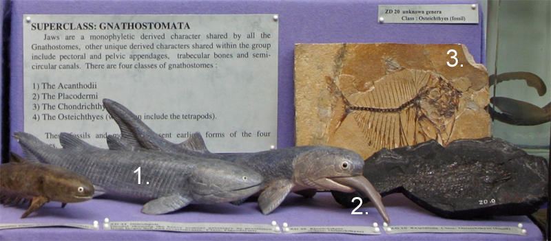 Extinct Bony Fish