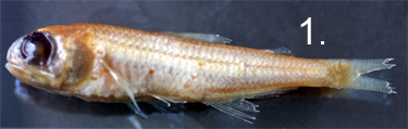 Ceratoscopelus maderensis