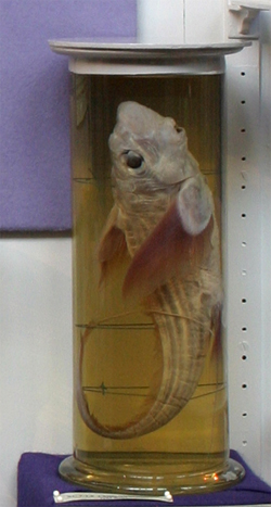 Chimaera monstrosa