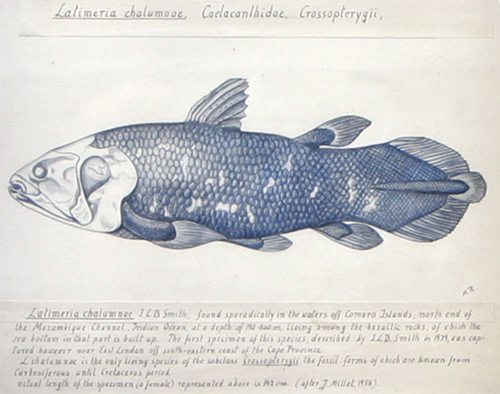 Coelacanth