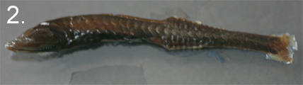 Cyclothone microdon