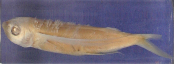 Exocoetus sp.