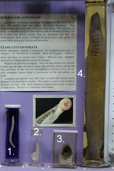 Lampreys