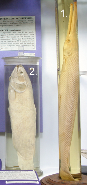 Infraclass Neopterygii Infraclass Neopterygii