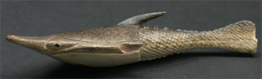 Reconstruction of Pteraspis