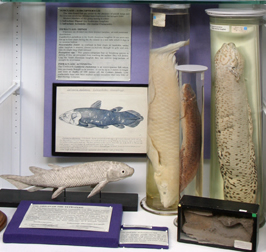 Lobe-finned Fish and Origin of Tetrapods