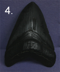 Fossil Shark Tooth