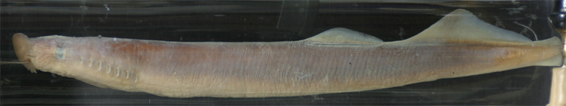 Lamprey