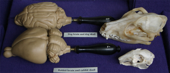 Mammalian Brains