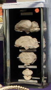 Sheep Brain