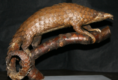 Chinese Pangolin