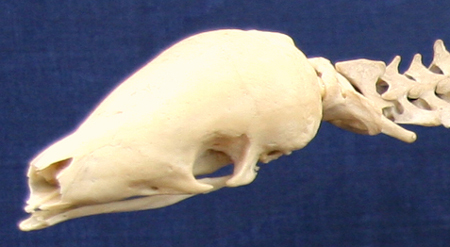 Pangolin Skull