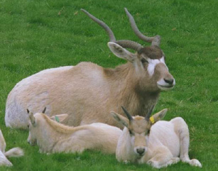 ADDAX WITH YOUNG