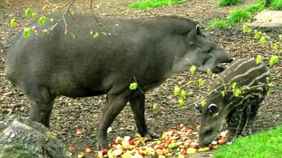 TAPIR WITH YOUNG