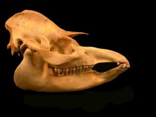 TAPIR SKULL