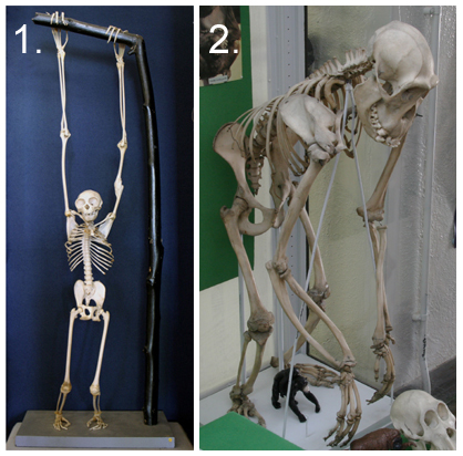 gorilla skull vs human skull