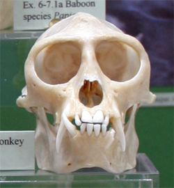 Skull of Cercopithicus