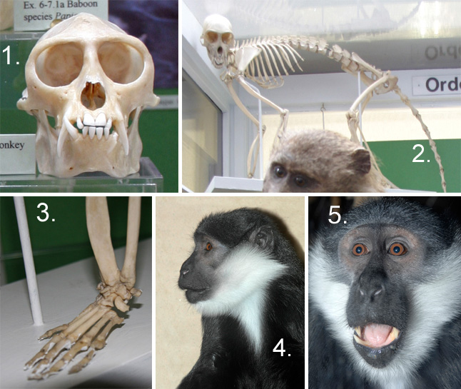 Cercopithecus spp.