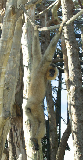 Gibbon