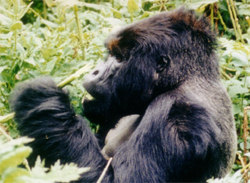 Gorilla