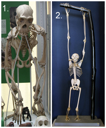 Hominoid Structure