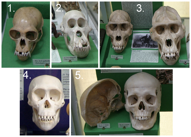 gorilla skull vs human skull