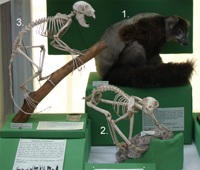 Madagascan Lemurs