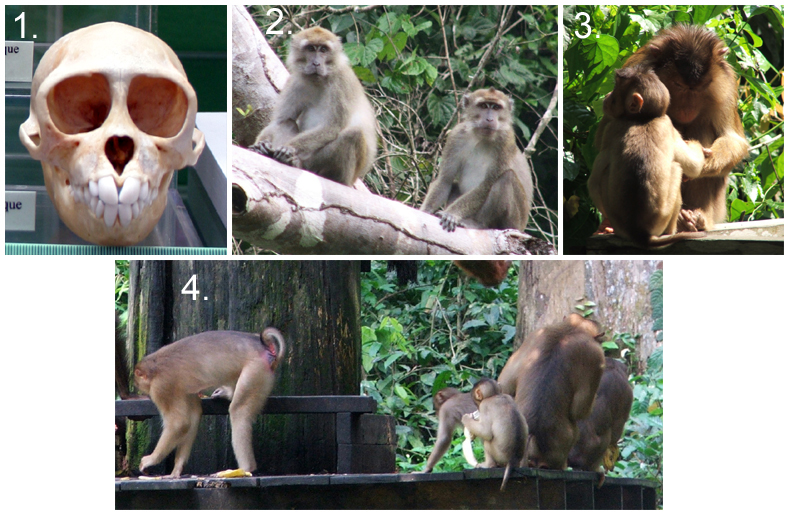 Macaques