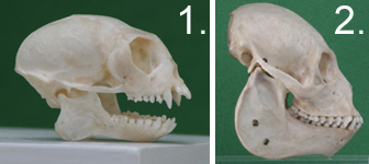 Skulls and dentition