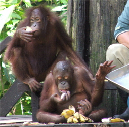 Pongo pygmaeus, the Bornean orang-utan (photograph courtesy of J. Glendinning)