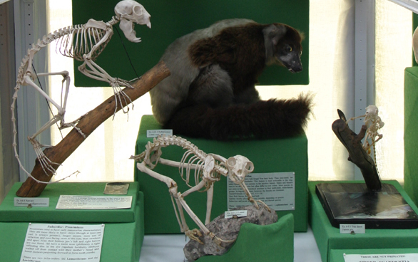 Infraorder Lemuriformes