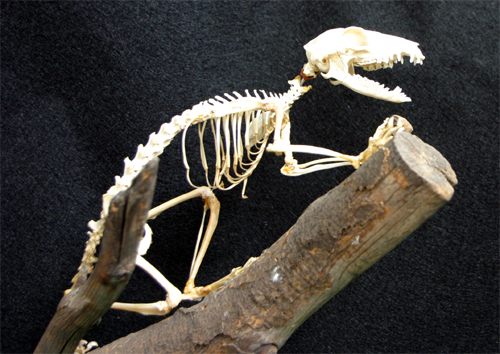 Tapaia Skeleton