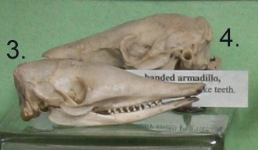 Armadillo Skulls