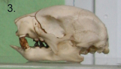 Skull of two-toed sloth